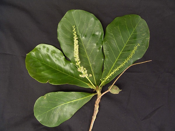 بادام گرمسیری